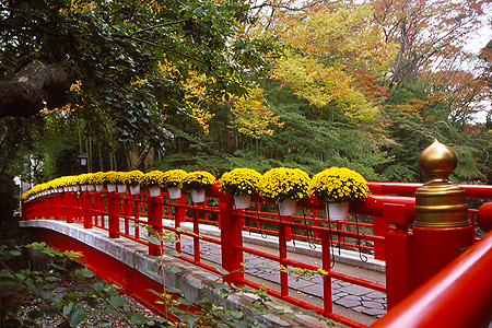 修善寺・菊花まつり