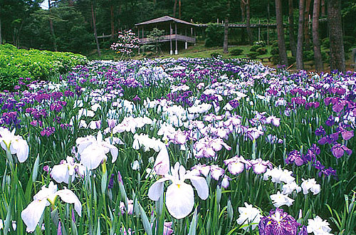 修善寺虹の郷「花しょうぶ園・あじさい」