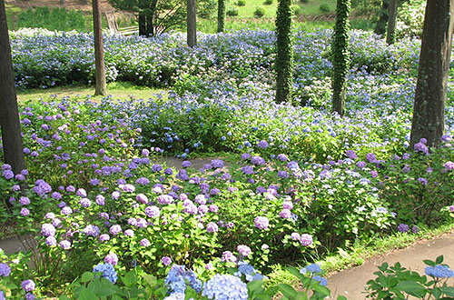 修善寺虹の郷「花しょうぶ園・あじさい」