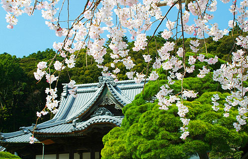 修善寺温泉「桜の見所」ご案内