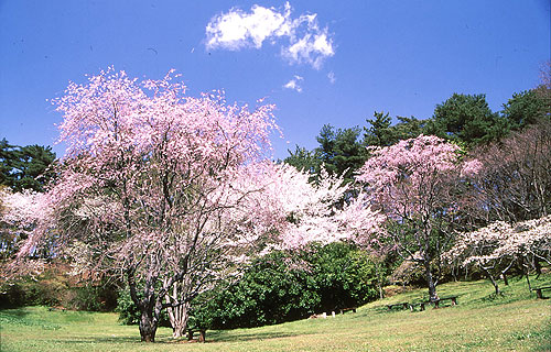 修善寺温泉「桜の見所」ご案内