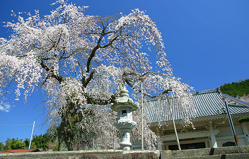 修善寺温泉「桜の見所」ご案内