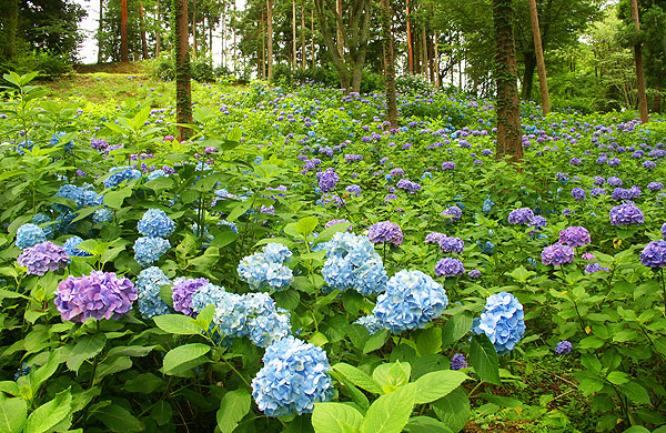 修善寺虹の郷あじさい