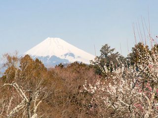 修善寺温泉「梅まつり」ご案内