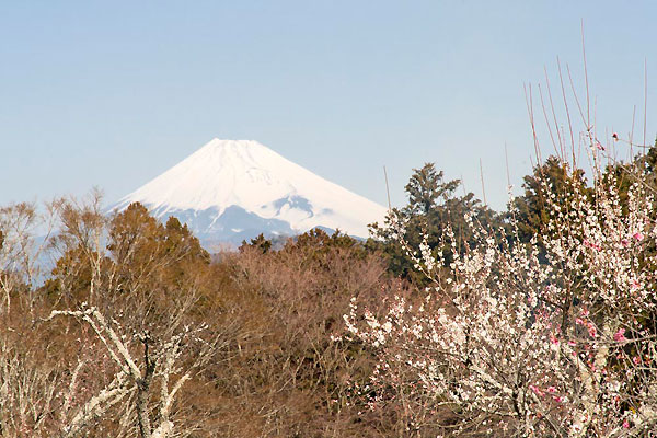 修善寺温泉「梅まつり」ご案内
