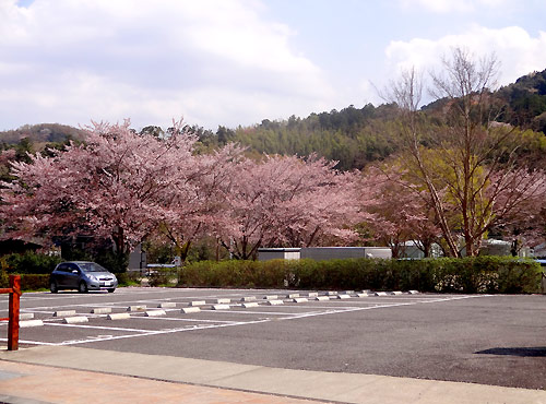 修善寺　桜模様