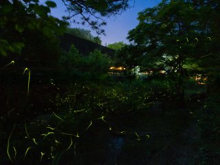 ほたるの夕べ